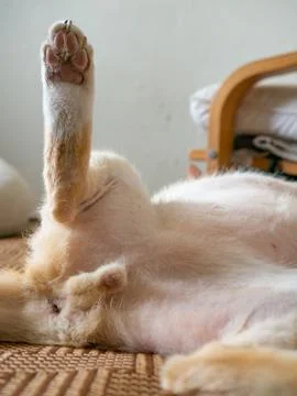 Closeup of single orange tabby cat hind leg and paw with pink toe pads rest.. 스톡 사진