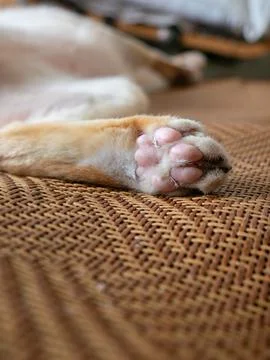 Closeup of single orange tabby cat hind leg and paw with pink toe pads rest.. Foto stock