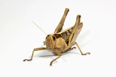 Closeup of single patterned grasshopper on white Stock Photos