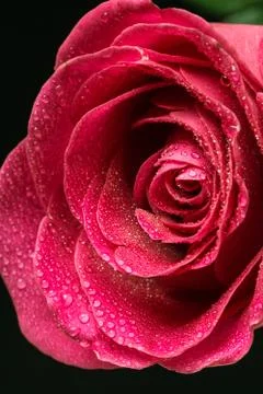 Closeup single red rose with drops of dew Stock Photos
