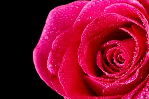 Closeup single red rose with drops Stock Photos