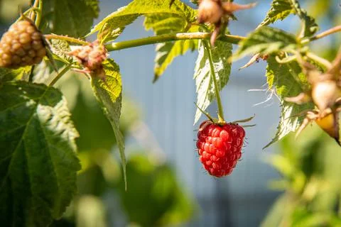 Closeup of a single ripe raspberry growing on raspberry bush with a blurry ba Stock Photos