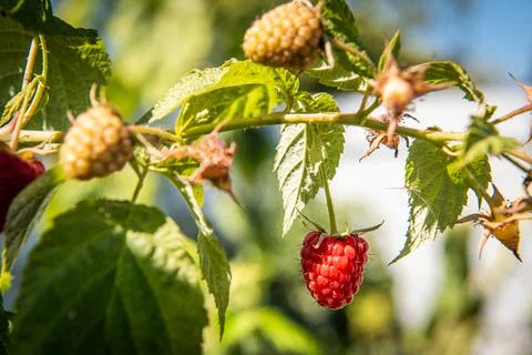 Closeup of a single ripe raspberry growing on raspberry bush with a blurry ba Stock Photos