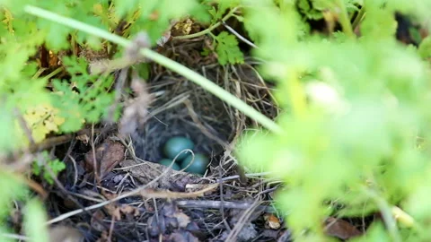 Closeup single small bird and eggs in the nest. Stock Footage 90404915