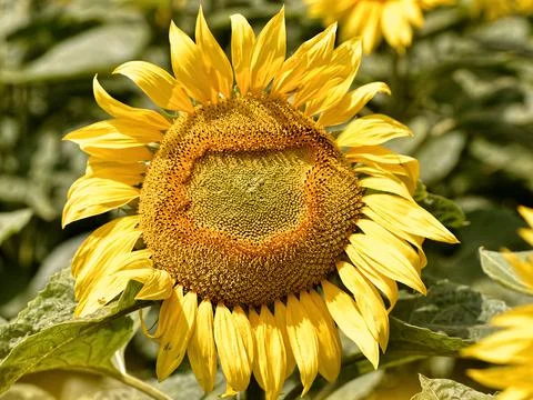 Closeup single sunflower Stock Photos