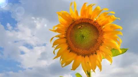 Closeup of single sunflower with sky Stock Footage 58752829