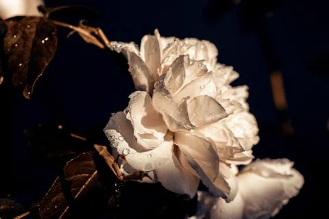 Closeup of Single white rose fully open with water droplets on the petals Stock Photos