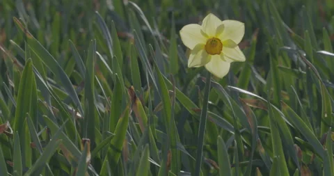 A closeup of a single yellow daffodil Stock Footage 145146949