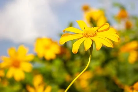 Closeup single yellow Tree Marigold or Maxican Sunflower. Foto stock