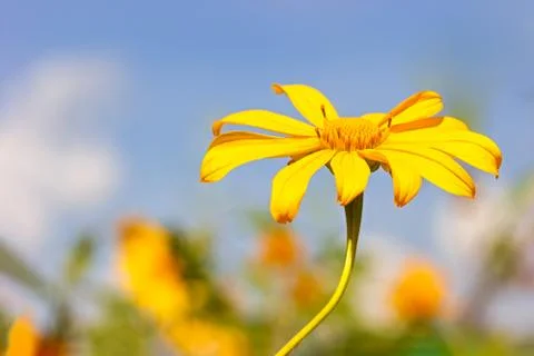 Closeup single yellow Tree Marigold or Maxican Sunflower in the blue sky. Stock Photos
