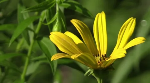Closeup of single yellow wild flower Video stock 65283095