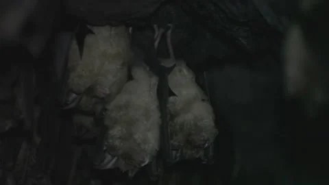 Closeup of sleeping bat Stockbeeldmateriaal 147869946