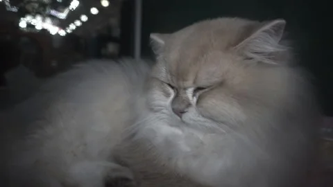 Closeup of a sleeping cat in a dim light. Stock Footage 122204486