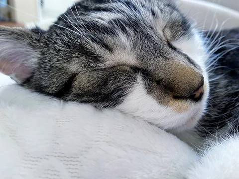 Closeup of sleeping cat Stock Photos