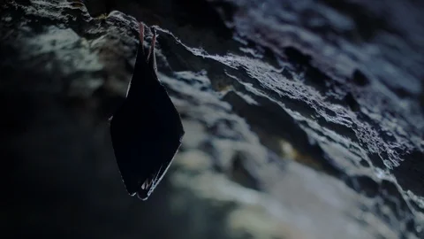 Closeup sleeping horseshoe bat hanging upside down into cave while hibernating. Stock Footage 125735997