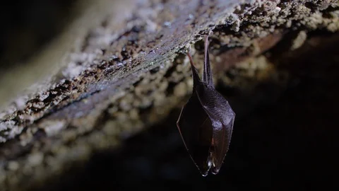 Closeup sleeping horseshoe bat hanging upside down in cave while hibernating. Stock Footage 128453074