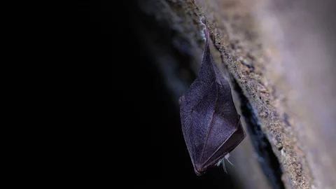 Closeup sleeping horseshoe bat hanging upside down in cave while hibernating. Stock Footage 128453353