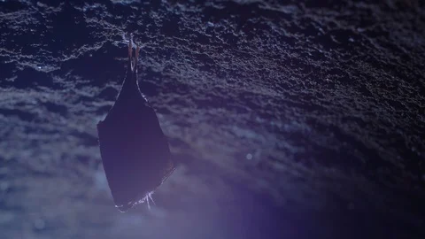 Closeup sleeping horseshoe bat hanging upside down in cave while hibernating. Stock Footage