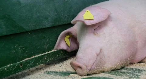 Closeup of sleeping pig facing the camera. Horizontal shot. Stock Photos