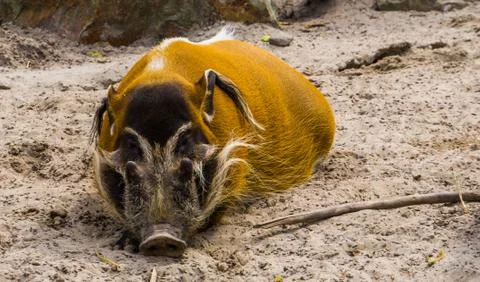 Closeup of a sleeping red river hog, tropical wild boar from Africa Stock Photos