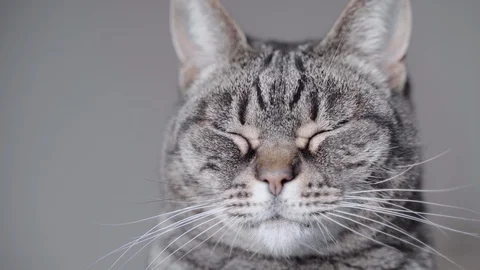Closeup of sleepy cat Video stock 122335507