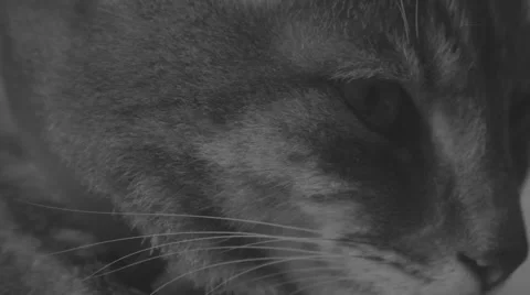 Closeup of sleepy cats muzzle 库存影片 67813170