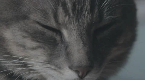 Closeup of sleepy cats muzzle 動画素材 67813321