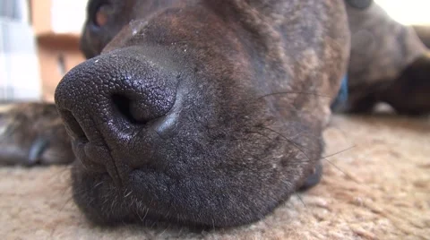Closeup of a sleepy dog Stock Footage 44069539