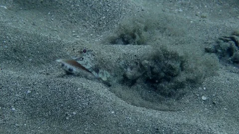 Closeup of a Slender Lizardfish (Saurida gracilis) hides burying himself in sand Stock Footage 94585535