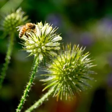 Closeup of Slim teasel (Dipsacus strigosus) with honey bee I Stock Photos