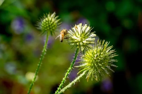 Closeup of Slim teasel (Dipsacus strigosus) with honey bee II Stock Photos