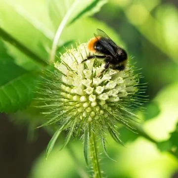 Closeup of Slim teasel flower (Dipsacus strigosus) with wild bumblebee Stock Photos