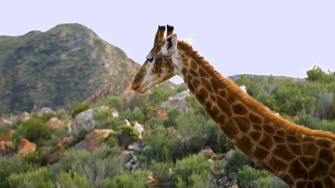 Closeup of slobbering Cape giraffe as it chews vegetation 스톡 동영상 247944644