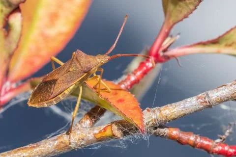 Closeup of a Sloe Bug insect, Dolycoris baccarum, crawling Stock Photos