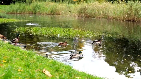 Closeup slow mo view of beautiful duck ducks swimming on lake water. Free birds  Vidéo 117578898