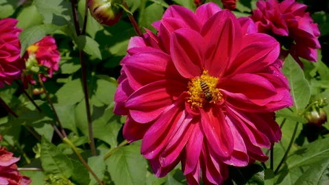 Closeup Slow Motion of Bee Pollinating Pink Dahlia Flower Vídeo Stock 341791634