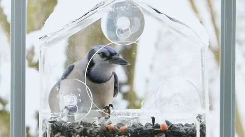 Closeup slow motion of blue jay on bird feeder taking peanuts in snow, snowing Stock Footage 100513881