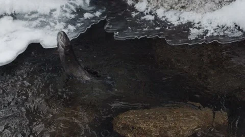 Closeup. Slow motion. Fish caught on a fishing line in an icy river. Kazakhstan. Stock Footage 144045784