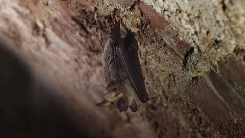 Closeup slow-motion of Greater mouse-eared bat looking around after hibernation. Stock Footage 304911485
