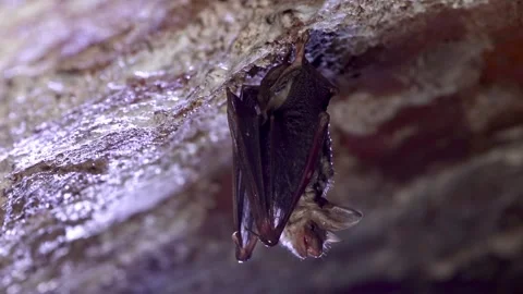 Closeup slow-motion of Greater mouse-eared bat taking off just after hibernation Stock Footage 316808795