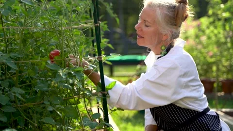 Closeup of slow motion of happy woman chef farmer picking fresh tomatoes in Stock Footage 135829782