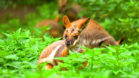 Closeup slow motion of a Kangaroo eating grass on a summer day Stock Footage 288646386