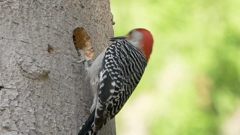 Closeup slow motion red-bellied woodpecker carving a hole in a tree in Florida Video stock 130141022