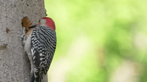 Closeup slow motion red-bellied woodpecker carving a hole in a tree Video stock 130461871