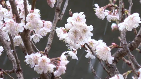 Closeup, slow motion shot of the cherry flower tree with snowing background. 4K Stock Footage 269471291