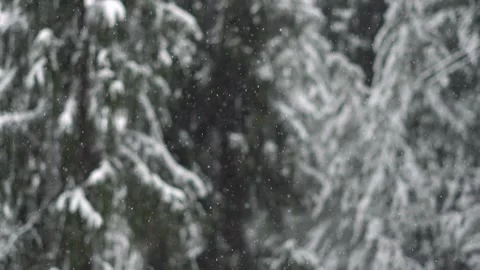 Closeup slow motion shot of snow falling in front of Pine trees in the forest  Stock Footage 163090791