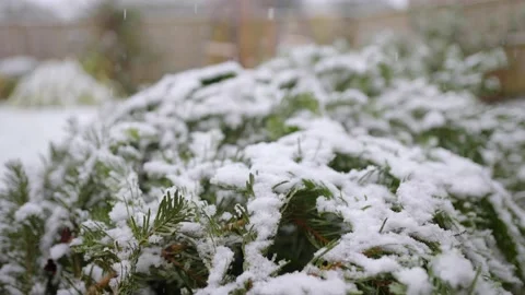 Closeup slow motion snow falling on bush. Stock Footage 145921465