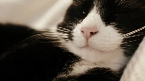 Closeup slow motion video of a black and white resting tom cat. Stock Footage 325103907