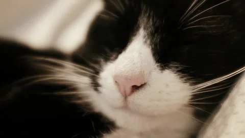 Closeup slow motion video of a black and white resting tom cat. Video stock 325103952
