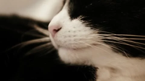 Closeup slow motion video of a black and white resting tom cat. Stock Footage 325104036